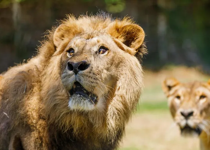 Selwo - Animal Park Tickets Included 3* Estepona