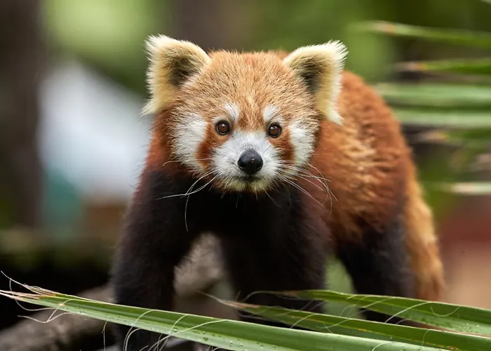 Selwo - Animal Park Tickets Included 3*