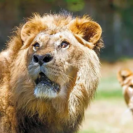 Selwo - Animal Park Tickets Included 3*