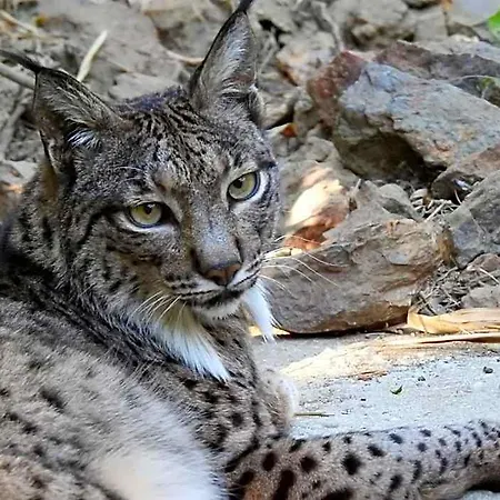Selwo - Animal Park Tickets Included Hotel