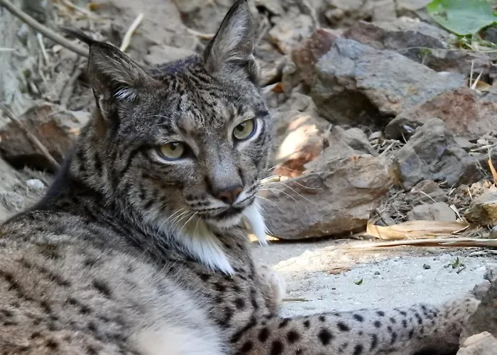 Selwo - Animal Park Tickets Included אסטפונה