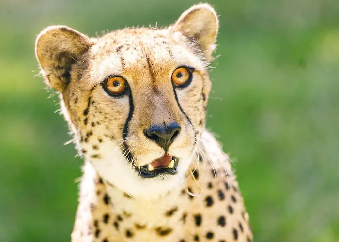 Hotel Selwo - Animal Park Tickets Included Estepona