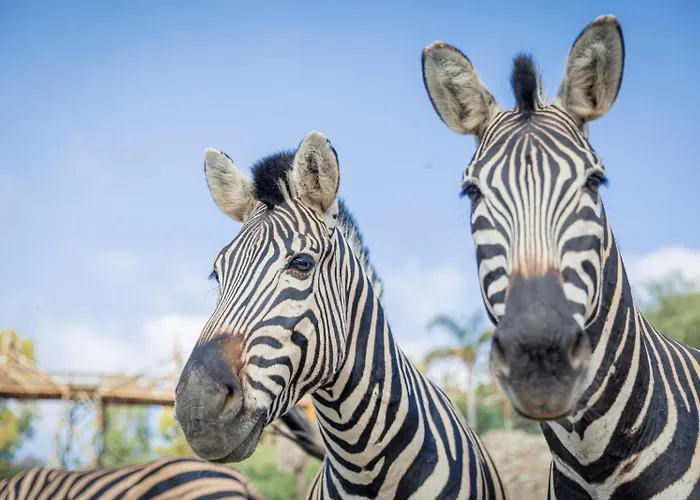 Selwo - Animal Park Tickets Included 3* Estepona