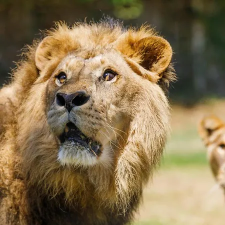 Selwo - Animal Park Tickets Included 3* Estepona