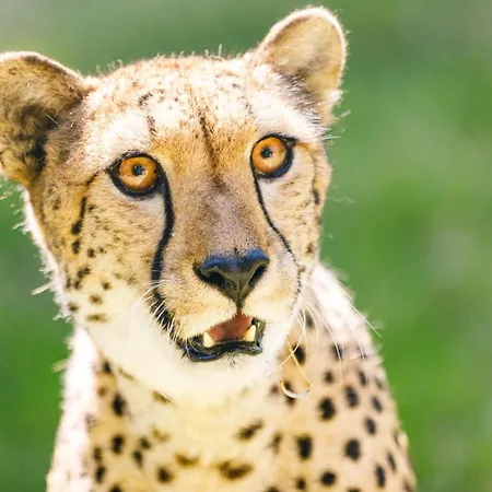 Hotel Selwo - Animal Park Tickets Included Estepona