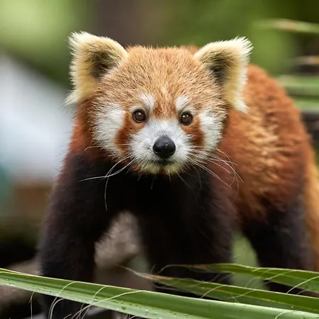 Selwo - Animal Park Tickets Included 3*